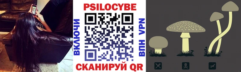 как найти закладки  Новороссийск  Псилоцибиновые грибы Cubensis 